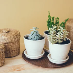 Boho chic decor featuring three potted succulents on a copper tray and three woven lidded baskets on a wooden table.