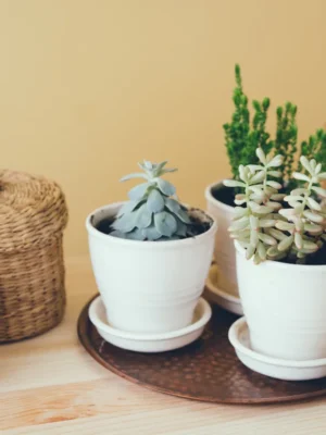 Boho Chic Succulent & Woven Basket Set Boho chic decor featuring three potted succulents on a copper tray and three woven lidded baskets on a wooden table.