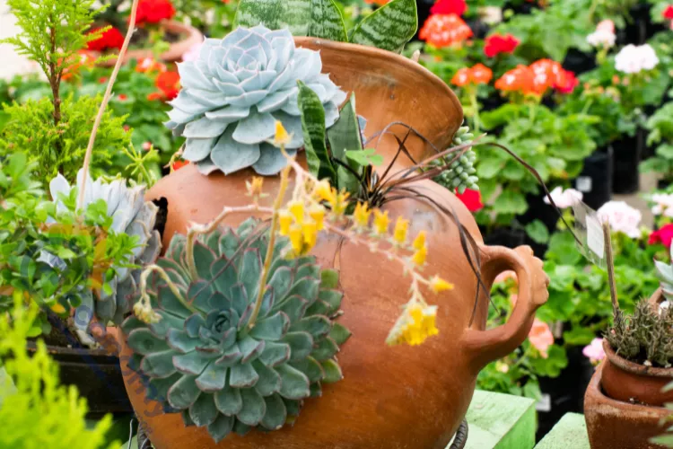 A beautiful display of Succulent Decor Ideas, featuring various succulents planted in a rustic, broken terracotta amphora or pot.