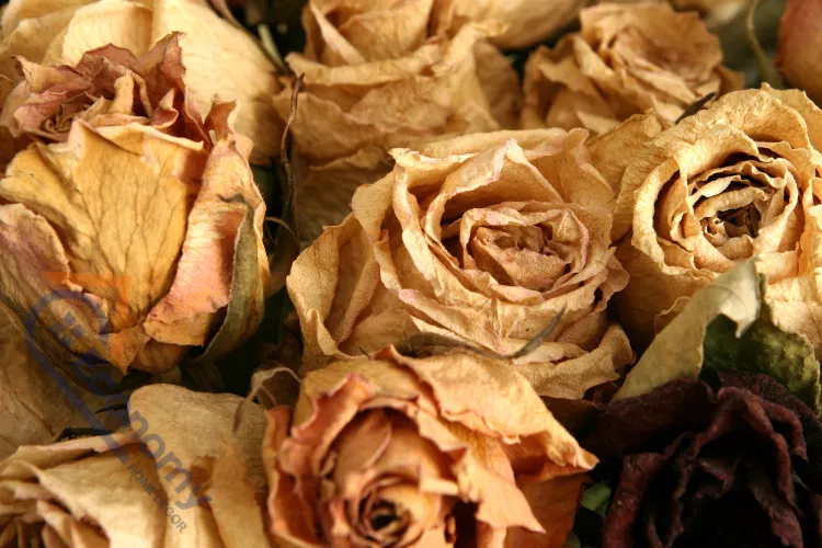 A close-up of several layers of large, fully opened and preserved dried roses in shades of tan, beige, and light brown.