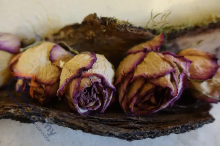 A close-up of small, white and purple-edged dried rosebuds nestled inside a piece of rough brown tree bark.