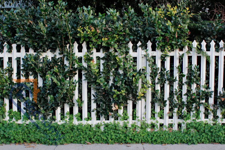 An image demonstrating one of the many fence types—a classic picket fence—contrasting the white wood with a thick green hedge.