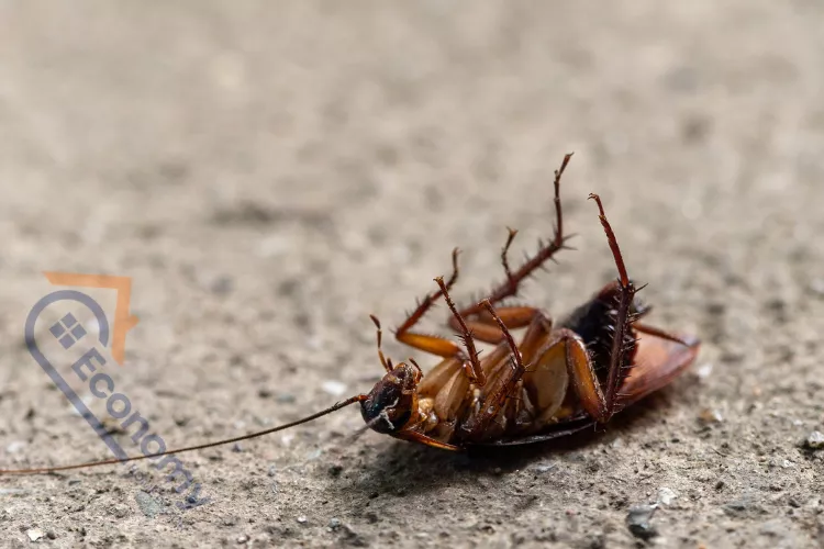 A close-up photograph of a dead cockroach lying on its back on a light-colored, possibly concrete, surface. Its legs are curled up in the air, indicating it has been eliminated, relevant to pest control services.
