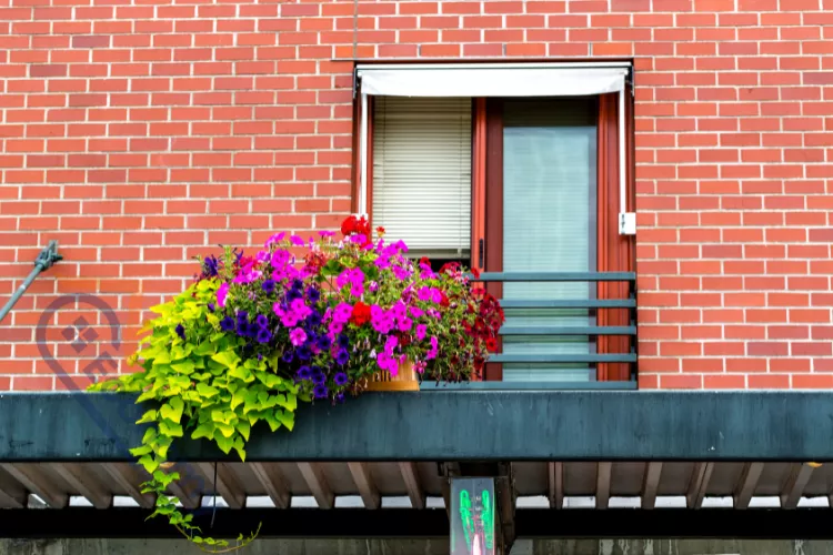 A colorful exterior window decoration featuring a vibrant flower box filled with purple, pink, and yellow petunias.
